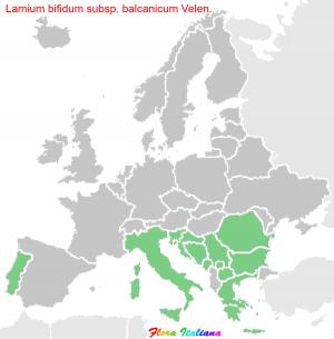 Lamium bifidum subsp. balcanicum Velen.